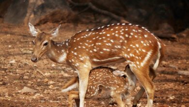 skyline voice axis corridor